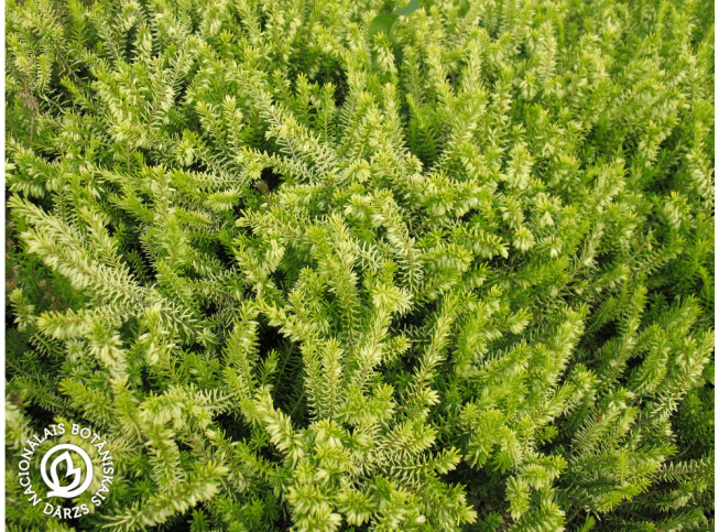 Erica carnea f. alba   'Golden Starlet'